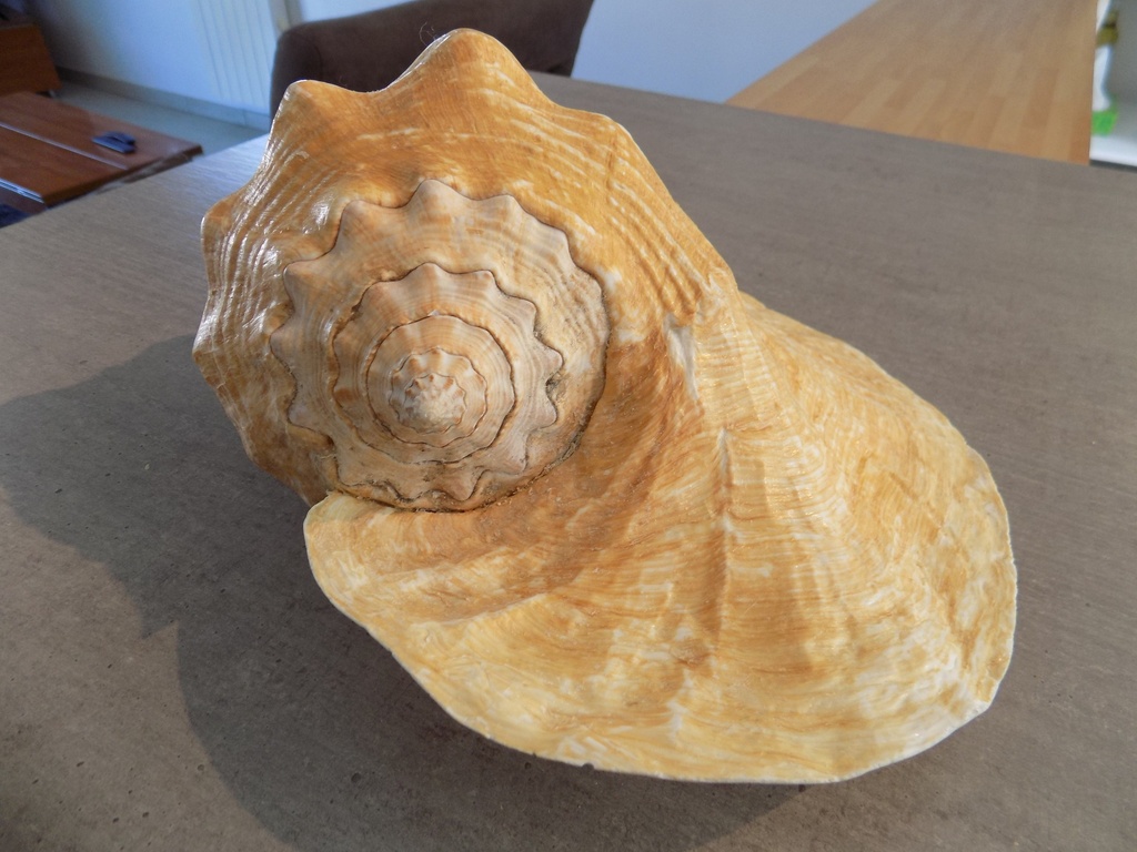 特大31cm ダイオウソデ(Titanostrombus goliath) STROMBIDAE TITANOSTROMBUS GOLIATH | Nautilus 2